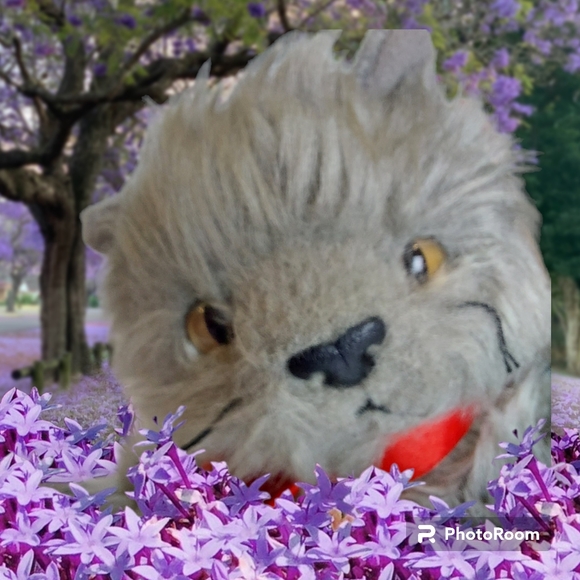 🔴Buy 2 - Get 1 -- Ty Beanie Baby "Beani" Gray Cat - Retired - Picture 1 of 15